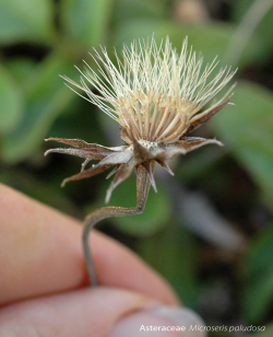 Photo taken in the Scott Creek watershed © 2006 Dylan Neubauer. 